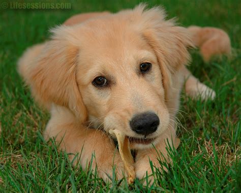 🔥 [40+] Golden Retriever Puppies Wallpapers Desktop | WallpaperSafari