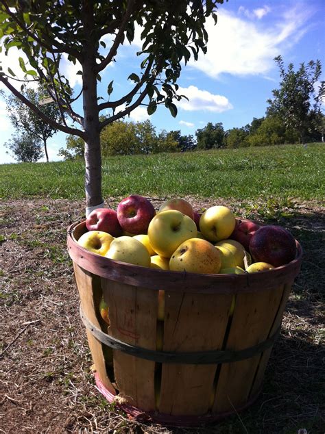 Harvesting Apples | #starkbros | Apple harvest, Apple, Fruit