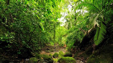 CONOZCAN la TERRIBLE y TENEBROSA Selva del Darién - Impacto Venezuela