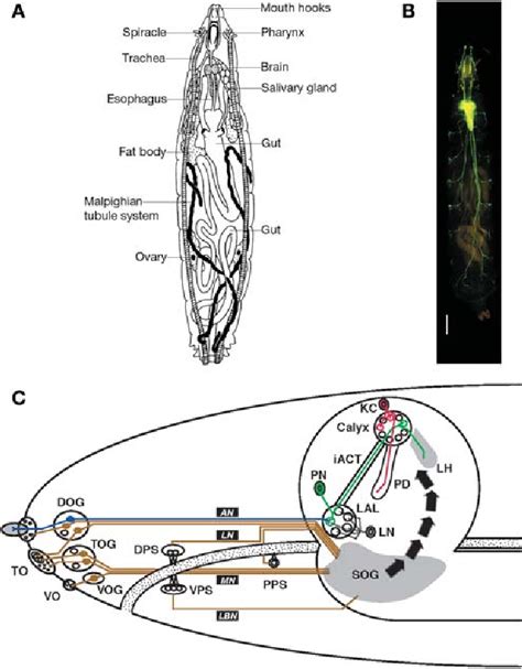 Figure 3 from Odor-taste learning assays in Drosophila larvae ...