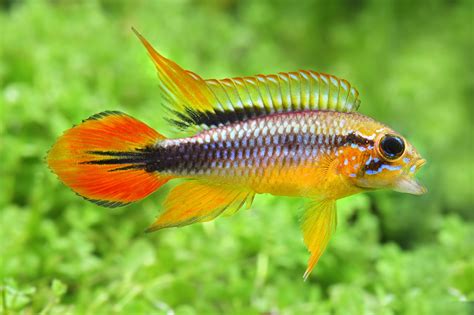 Apistogramma agassizii - cichlidé nain • Fiche Poisson