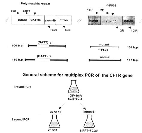 Schematic diagram of multiplex PCR for the delta F-508 mutation and ...