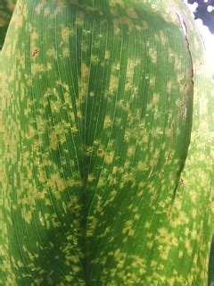 Leafhopper feeding injury to Cordyline fruticosa (green ti… | Flickr