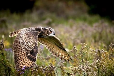 Eurasian Eagle-Owl: Characteristics, Behavior and Habitat - My Animals