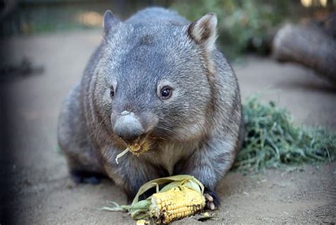 Diary of a Wombat: Meet Milly from the Ipswich Nature Centre - Ipswich ...