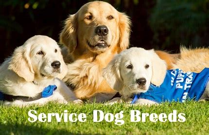 Golden Retrievers: One Of The Favorite Service Dog Breeds