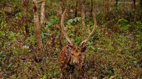 Mahananda Wildlife Sanctuary - Siliguri | Mahananda Wildlife Sanctuary ...