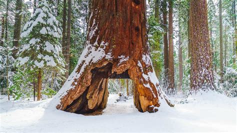 Winter storms fell famous redwood tunnel tree - CGTN