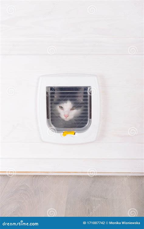 White plastic cat door stock photo. Image of kitten - 171007742