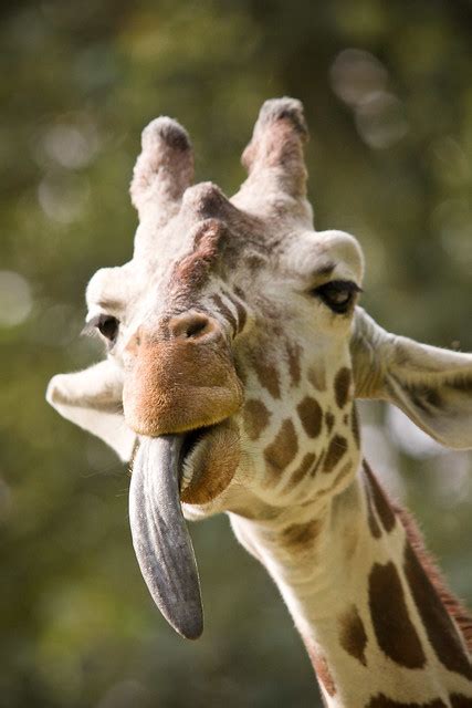 Long Giraffe Tongue