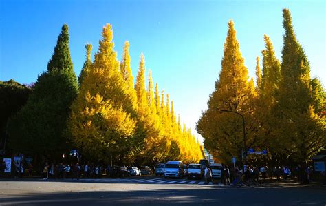 Autumn 2014: Meiji-jingu Gaien Park’s Ginkgo Avenue – Lakbayer