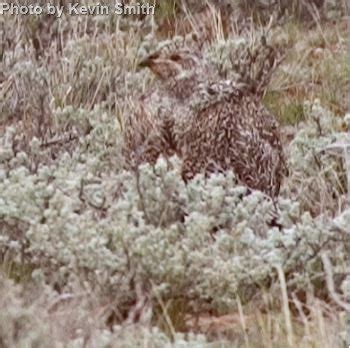 Greater Sage-Grouse - East Cascades Audubon Society