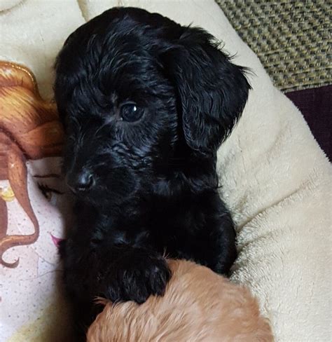 Stunning F1b Miniature Labradoodle Puppies | in Newmilns, East Ayrshire ...