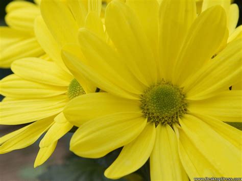 Yellow Daisy Wallpaper - WallpaperSafari