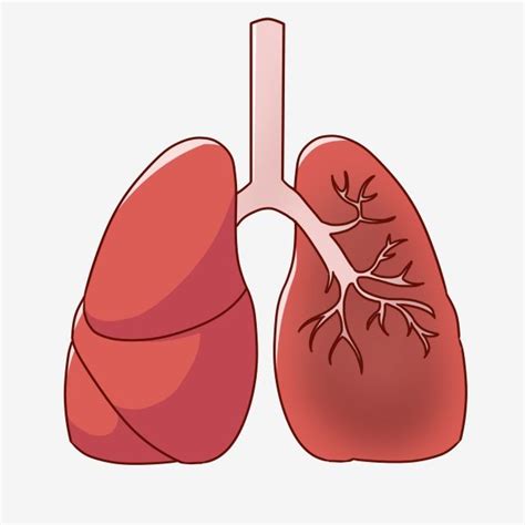 Ilustraciones De órganos Humanos órganos Respiratorios Pulmones Rosados ...