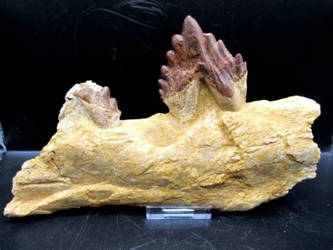 Basilosaurus Whale Jaw Section #2 | Fossils for Sale