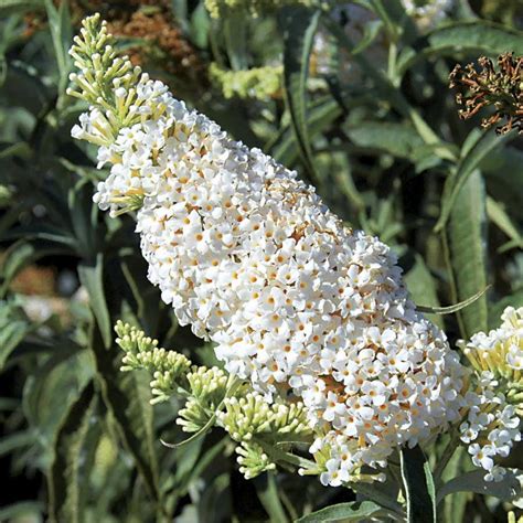 Pin by Lori G on Gardening: My Gardens | Butterfly bush, White ...