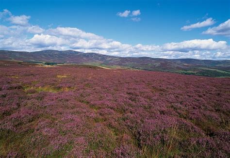 heather in bloom on the moors in Glen, Esk Scotland | Places to go, Dream destinations, Around ...