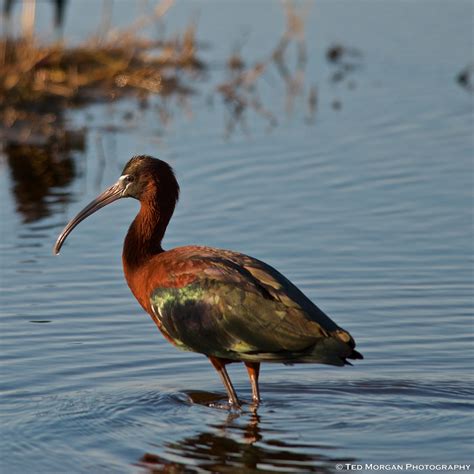 Glossy Ibises on the Move | BirdNote