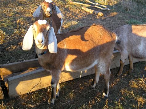 Thoughts from Frank and Fern: Goat Breeding Season