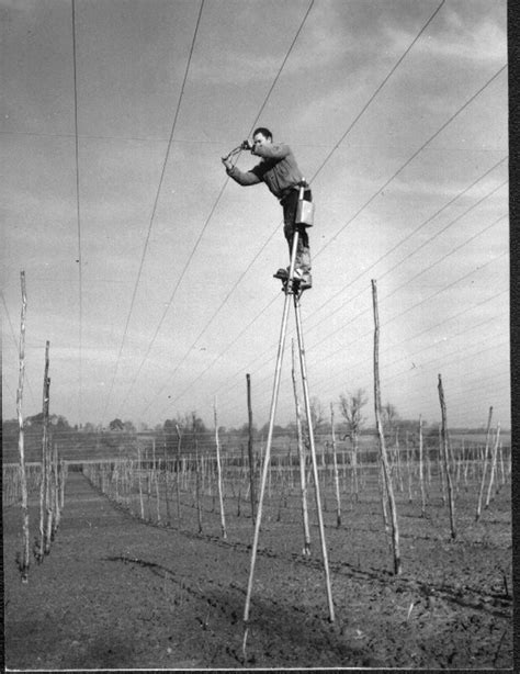 1000+ images about Vintage Hops on Pinterest