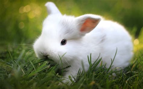 animals mammals rabbits grass Wallpapers HD / Desktop and Mobile Backgrounds