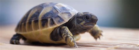 Tortoises as Pets: Care & Information | PetSmart