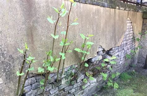 🏡 Things to Know About Japanese Knotweed Damage in your Property