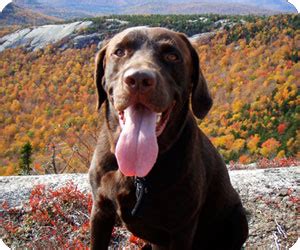 NH Pet Friendly Lodging dog-friendly inns hotels resorts | NH Living