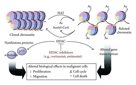 Histones ~ Microbiology Notes