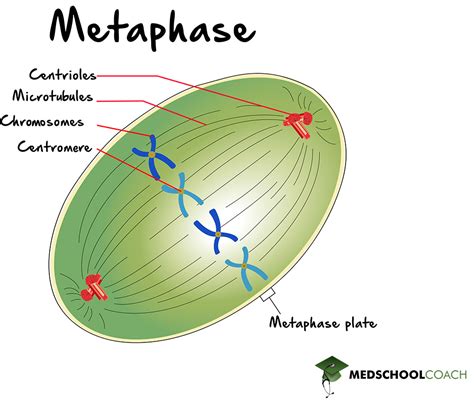 Mitosis – MCAT Biology | MedSchoolCoach