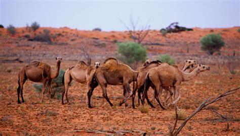 10,000 feral camels to be killed in Australia for putting families ...