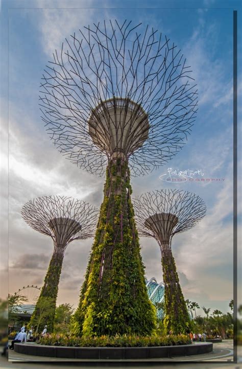 Singapore Supertrees – Mother Nature Beautifies Urban Sprawl | Bonsai ...