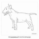 Bull Terrier Coloring Page  Kidadl sketch template