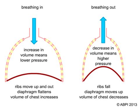 What happens to the lungs when the diaphragm contracts? | Socratic