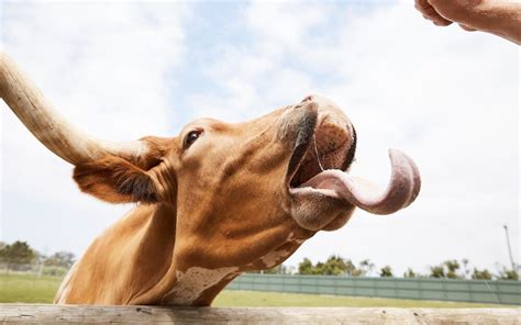 Farm Animal Encounter: Feed & Interact with Baby Animals | Oakvale Wildlife