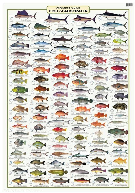 Anglers Guide Fish of Australia Wall Poster (With images) | Fish, Angler, Spanish mackerel