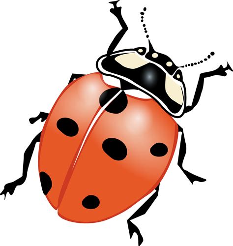 Insect - ClipArt Best