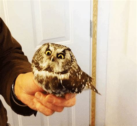 Baby Owl Angry GIFs - Find & Share on GIPHY