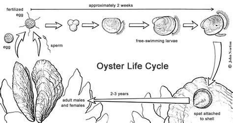 The relationship between the oyster growing cycle and supply | Pangea ...