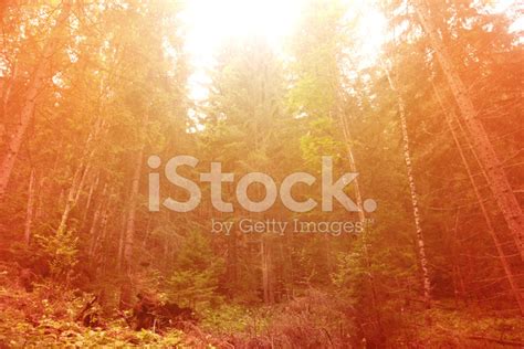 Sunny Forest Stock Photo | Royalty-Free | FreeImages