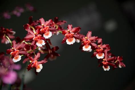 Exotic Orchids at the Chicago Botanic Garden | HGTV