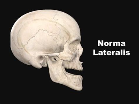 Norma Lateralis | Study of skull from the side | This includes the bones, features, attachments ...