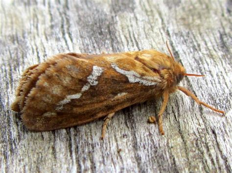 Moth Gallery | Whiteknights biodiversity