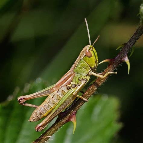 Grasshopper vs Cricket: Difference and Comparison