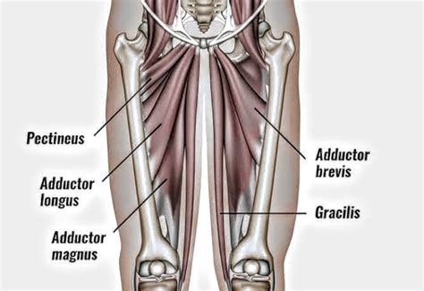 Pectineus muscle - PT Master Guide