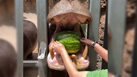 Hungry hungry hippo: San Antonio Zoo residents get watermelon treats