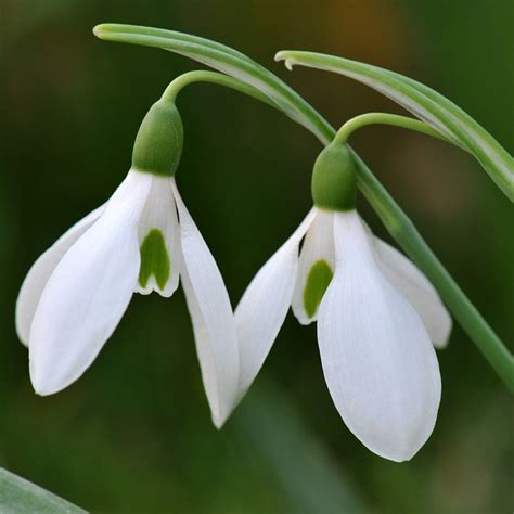 Buy common snowdrop bulbs Galanthus nivalis