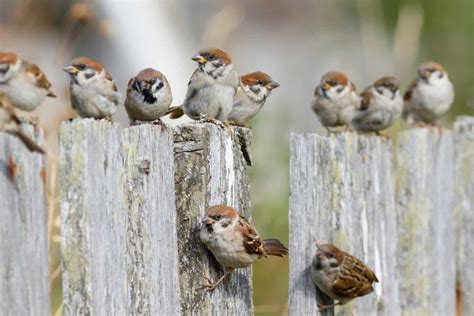 Birds That Look Like Sparrows: Can You Spot the Difference?