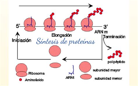 Síntesis De Proteínas by Laura Domínguez on Prezi